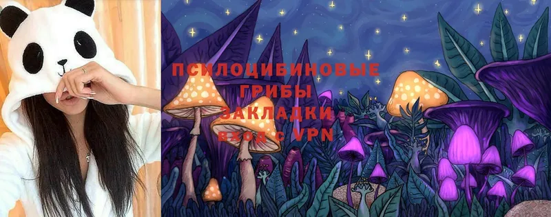 блэк спрут ТОР  Выборг  Псилоцибиновые грибы Psilocybe 